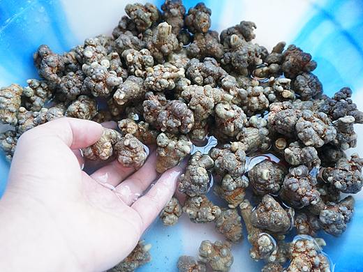 云南满泽三七清洗晾晒