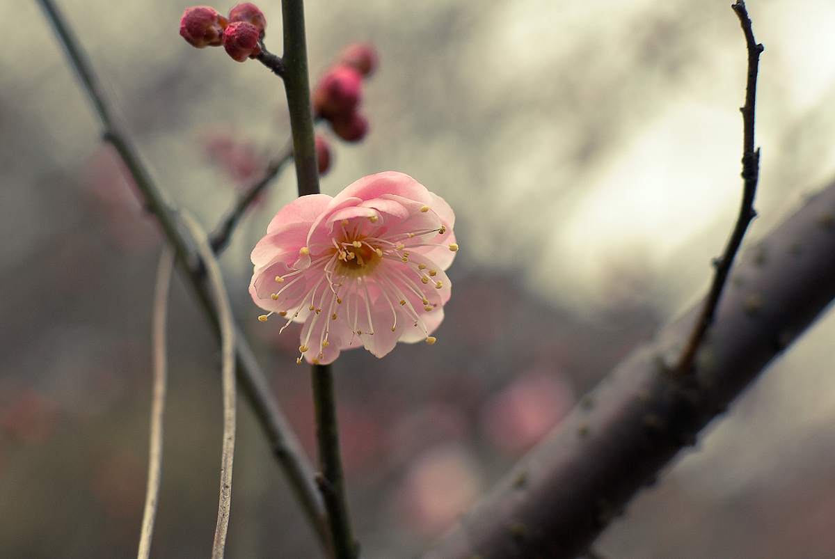 悄悄开放的那簇梅花
