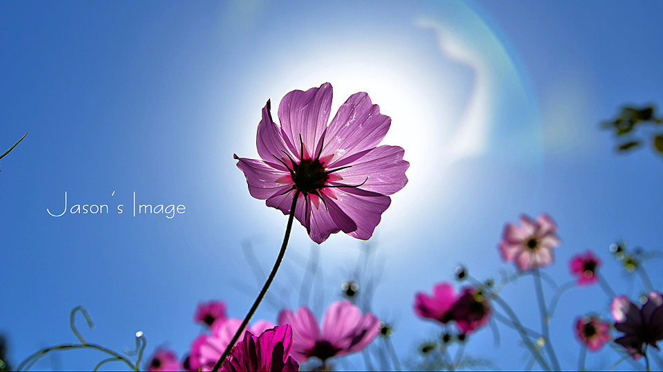 花花草草（图ZNDc0OTMzMzY=） - 风光摄影 - 站酷设计师fakejason原创素材 - 站酷ZCOOL