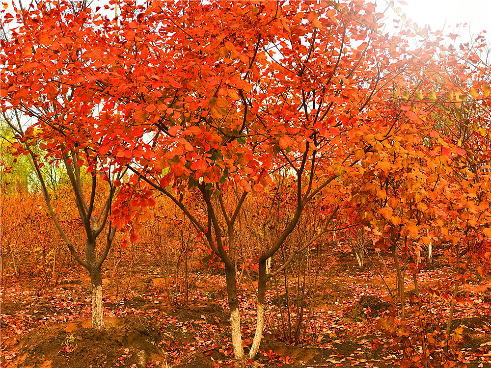 刘勇良手机纪实摄影:落叶归根