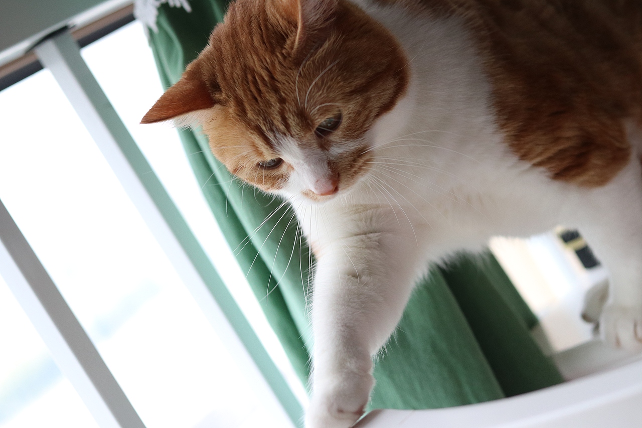 焦糖味的小喵不来一只嘛~