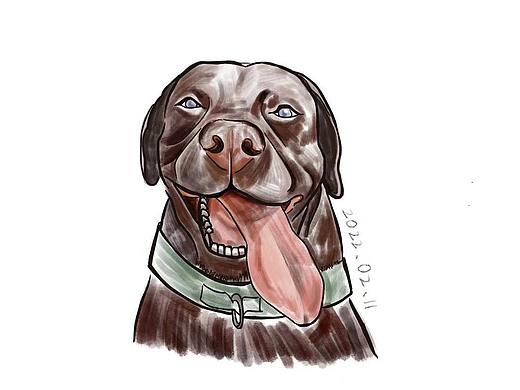 一只退役拉布拉多