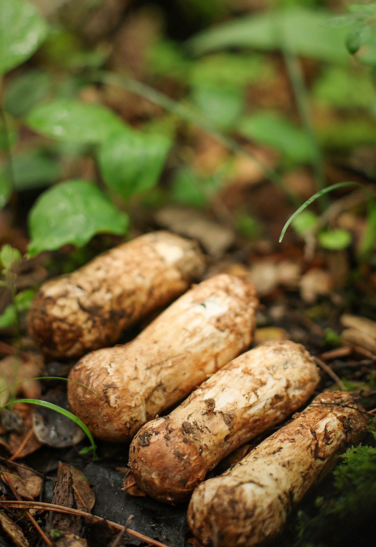 新鲜的松茸