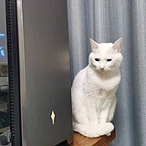 用戶頭像