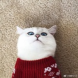 元寸视觉的头像