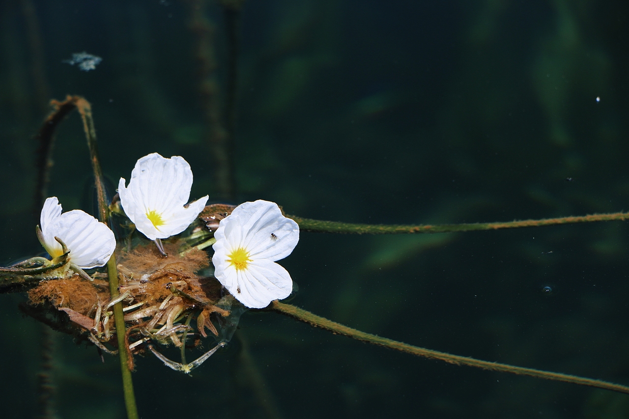 泸沽湖|水性杨花