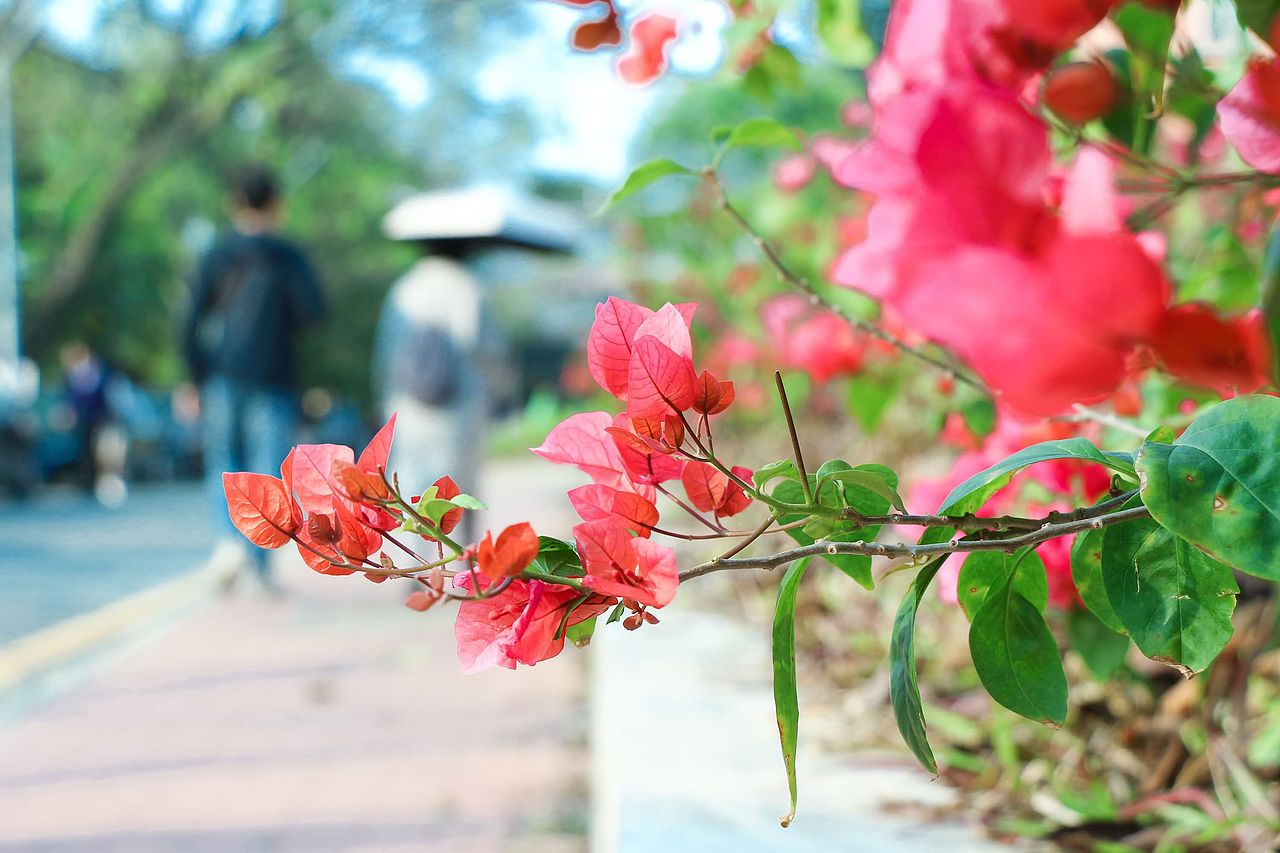 阳春三月在人海中赏花