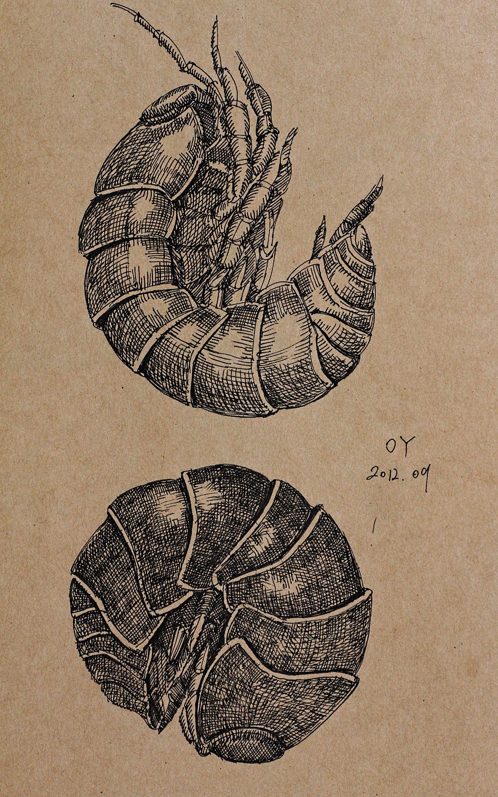 oy手绘昆虫速写