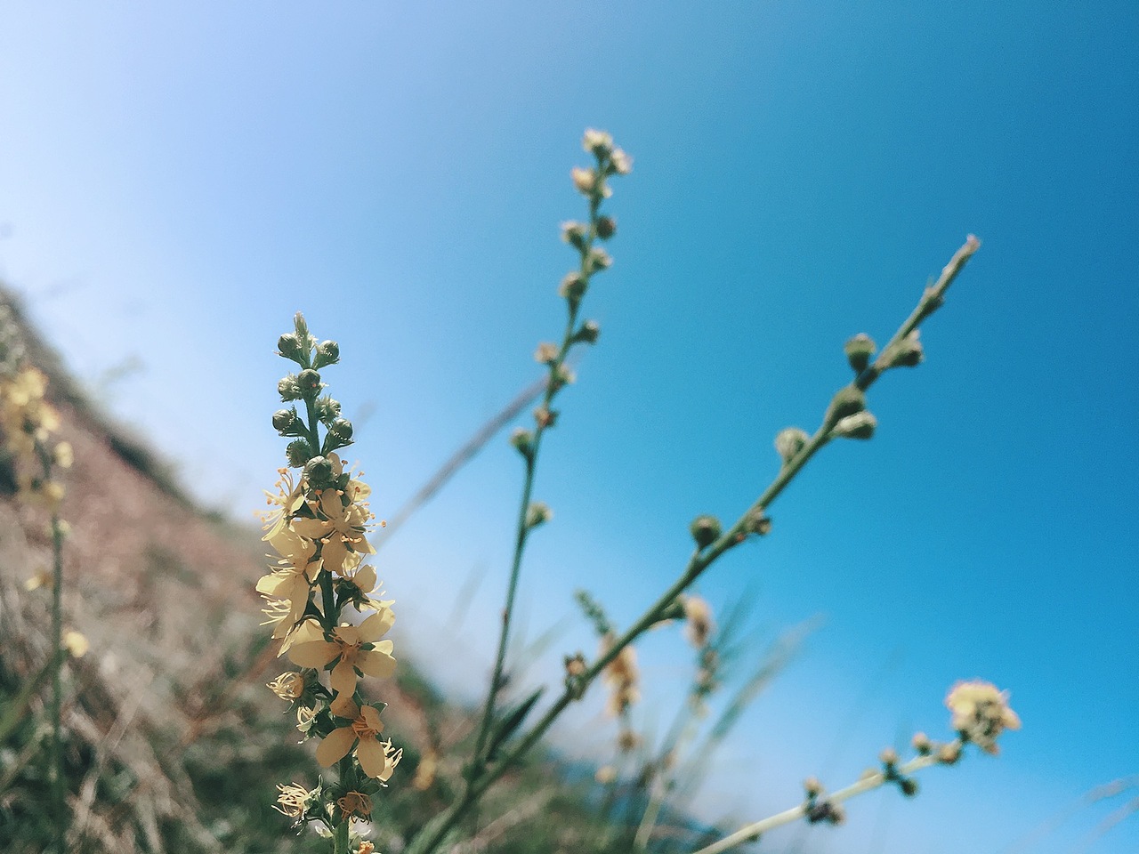 天苍苍、野茫茫
