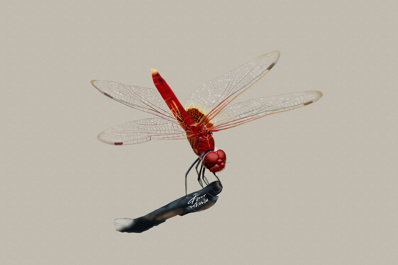 7月写实昆虫练习