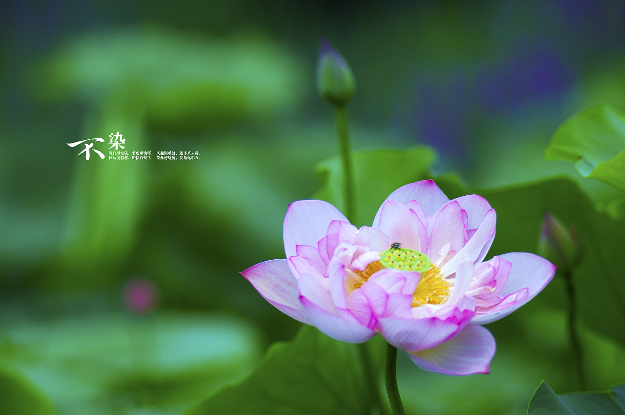 【不染】几张荷花