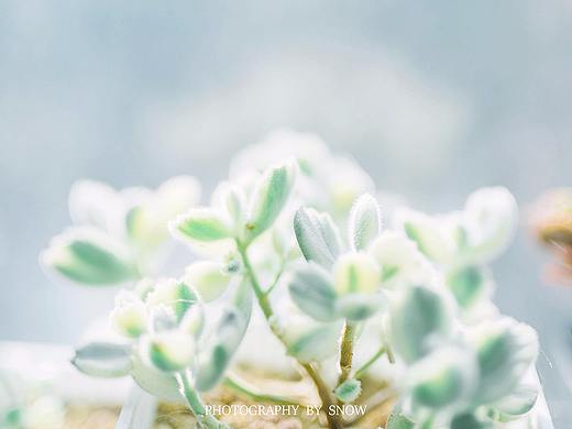 小生活（个人主页-ZMjQ5NzgxOTY=） - 产品摄影 - 站酷设计师摄影师Snow原创素材 - 站酷ZCOOL