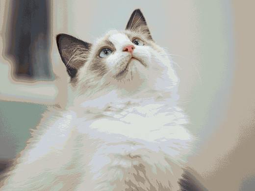 圈圈转场