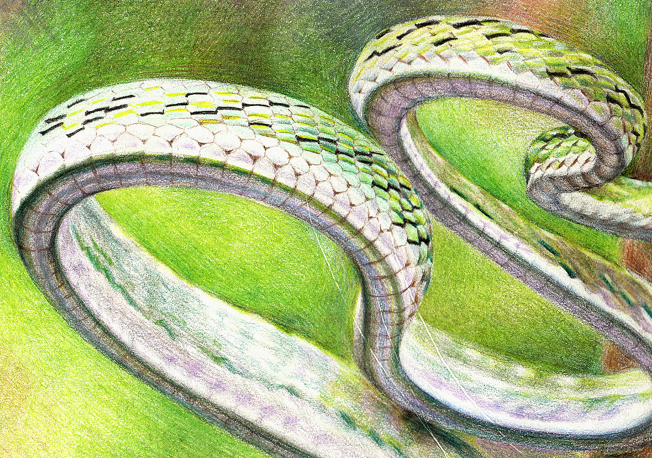 [独立原创彩铅画 · 摄影 | 手绘] 绿瘦蛇（图ZMjA3MDA4NDYw） - 绘画 - 站酷设计师snakejia原创素材 - 站酷ZCOOL