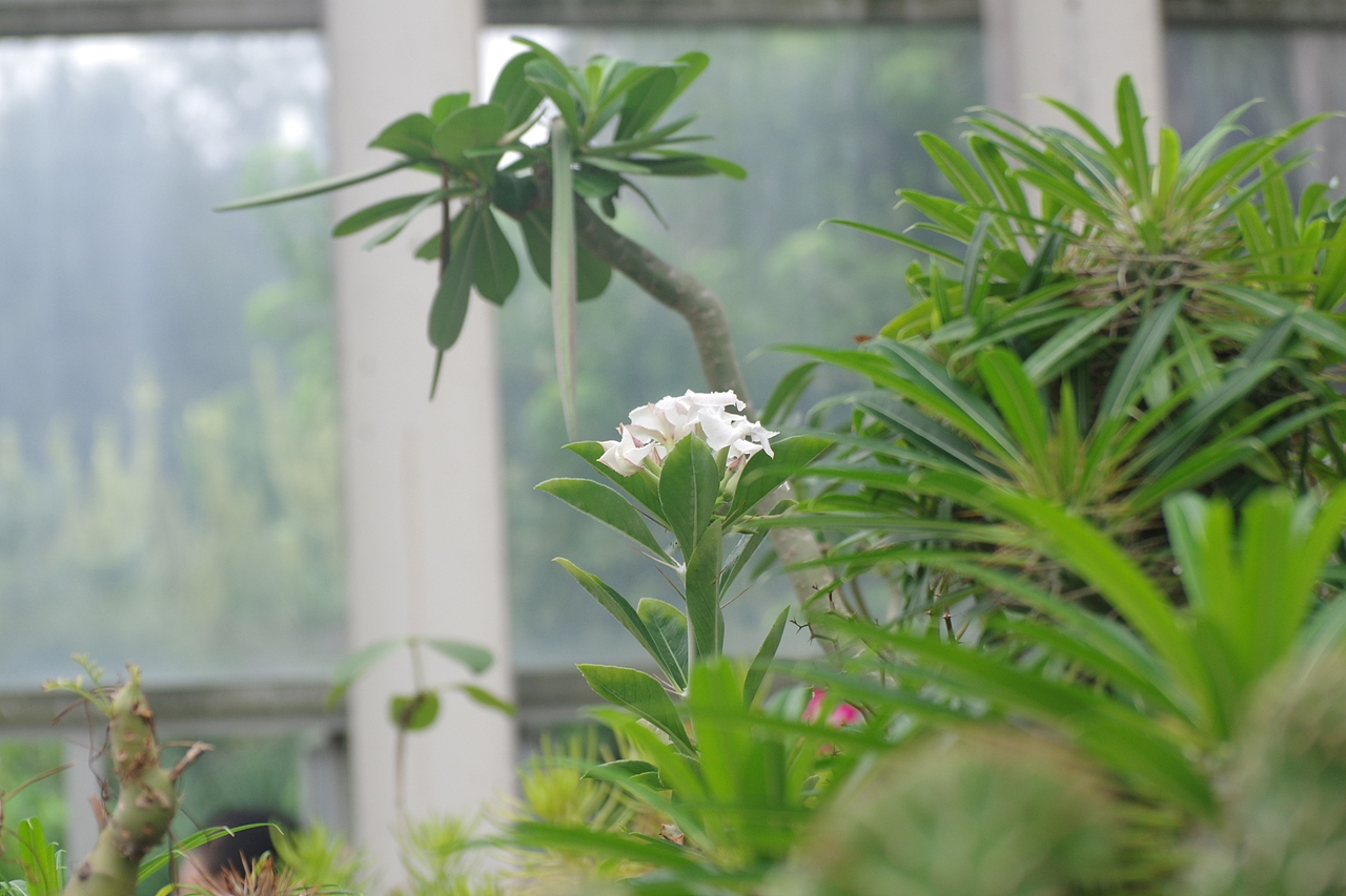 户外摄影--厦门摄影（鼓浪屿、植物园）（图ZNTc4Mzc4OTY=） - 环境/建筑摄影 - 站酷设计师今天能喝咖啡了吗原创素材 - 站酷ZCOOL