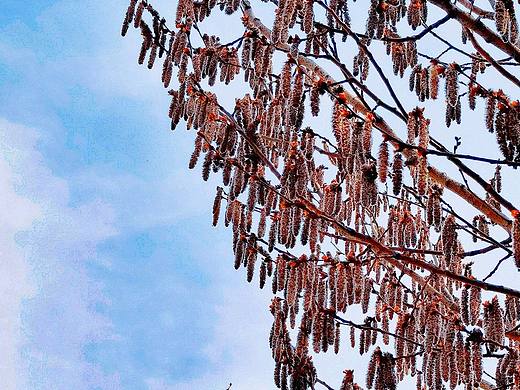 看看大东北现在开什么花