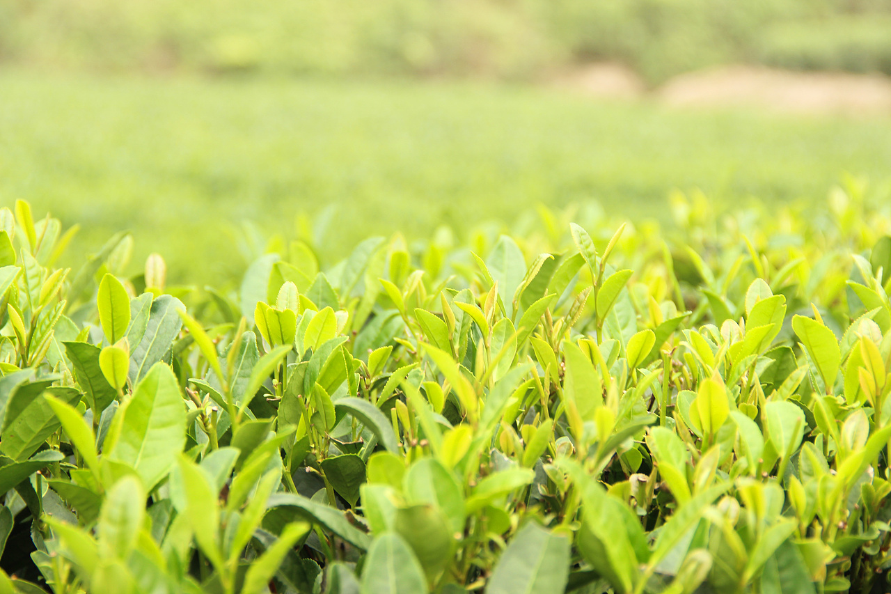静物摄影-金骏眉 正山小种 黄山毛峰 西湖龙井茶（图ZMTIxNDMwMTQ0） - 产品摄影 - 站酷设计师Kir_基尔原创素材 - 站酷ZCOOL