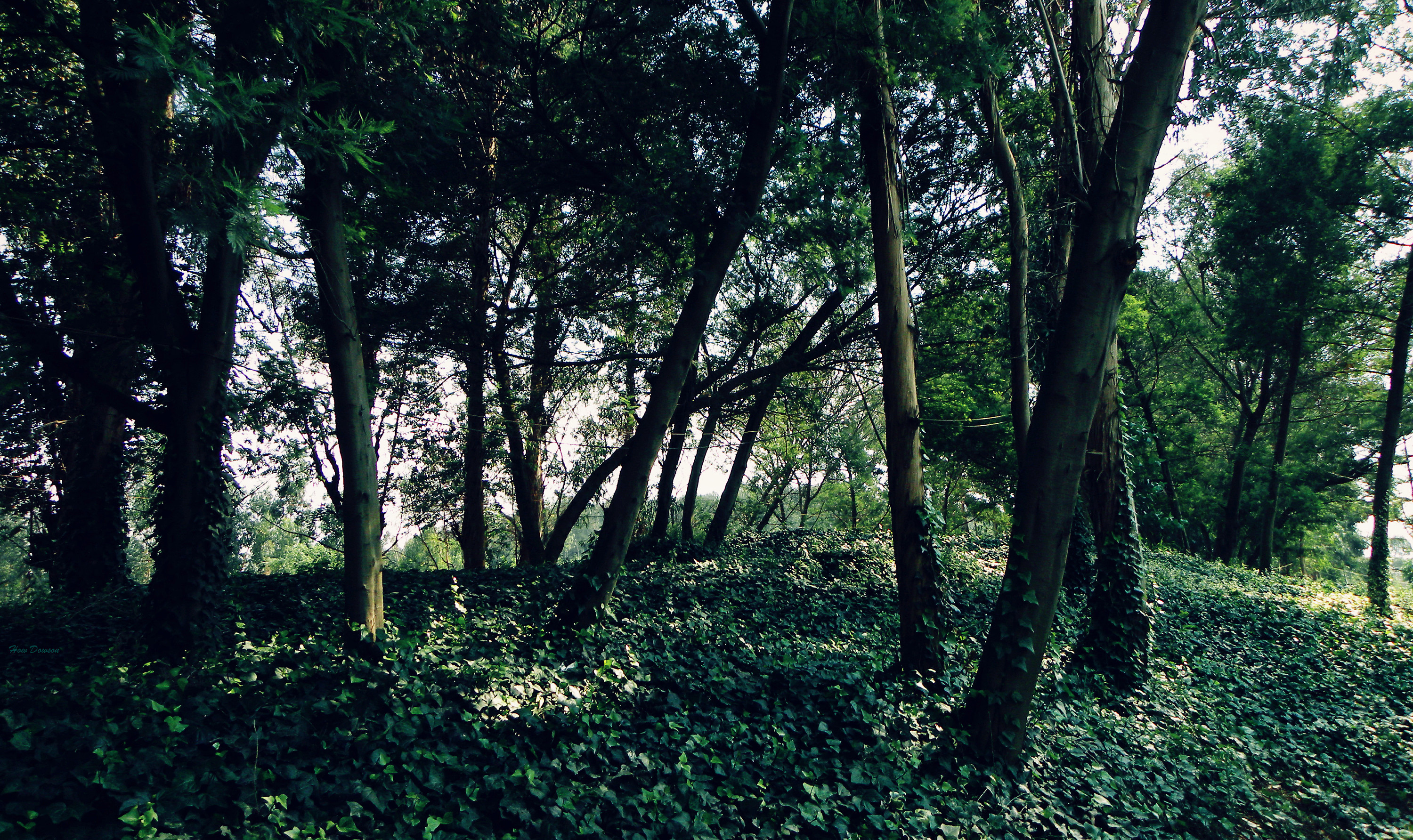 村旁树林|摄影|游记|howdowson - 原创作品 - 站酷 (zcool)