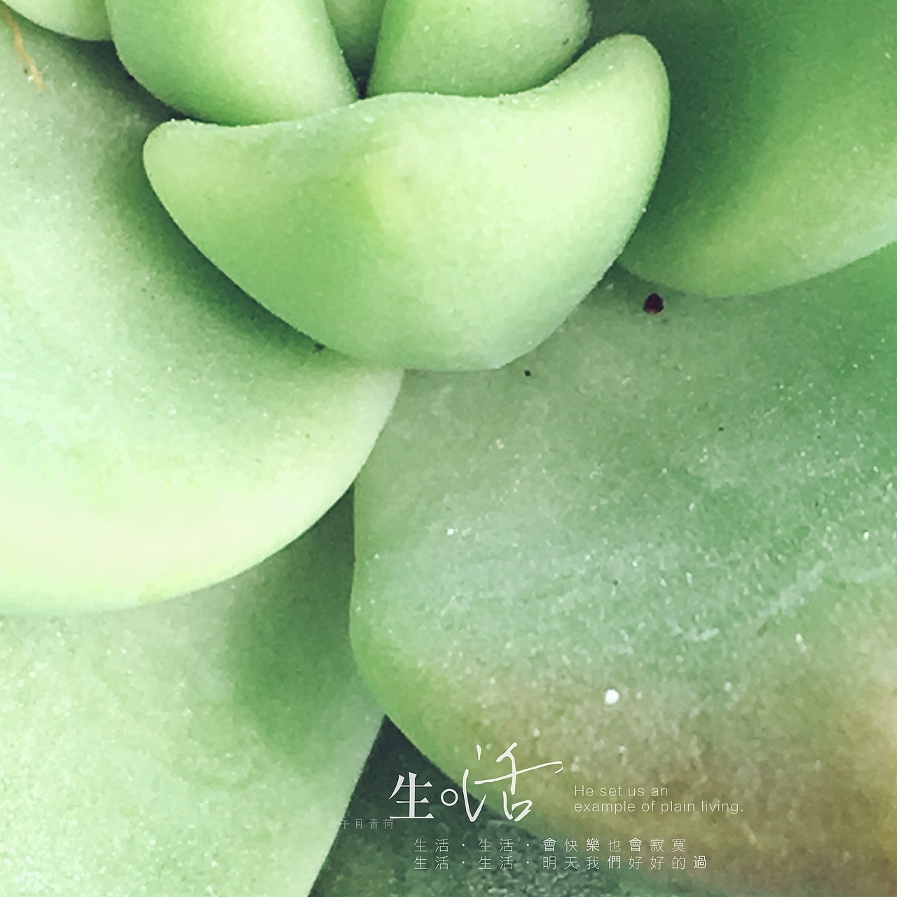 午后阳光中的多肉植物（图ZNzUyNzk4MDg=） - 风光摄影 - 站酷设计师LULU淼原创素材 - 站酷ZCOOL