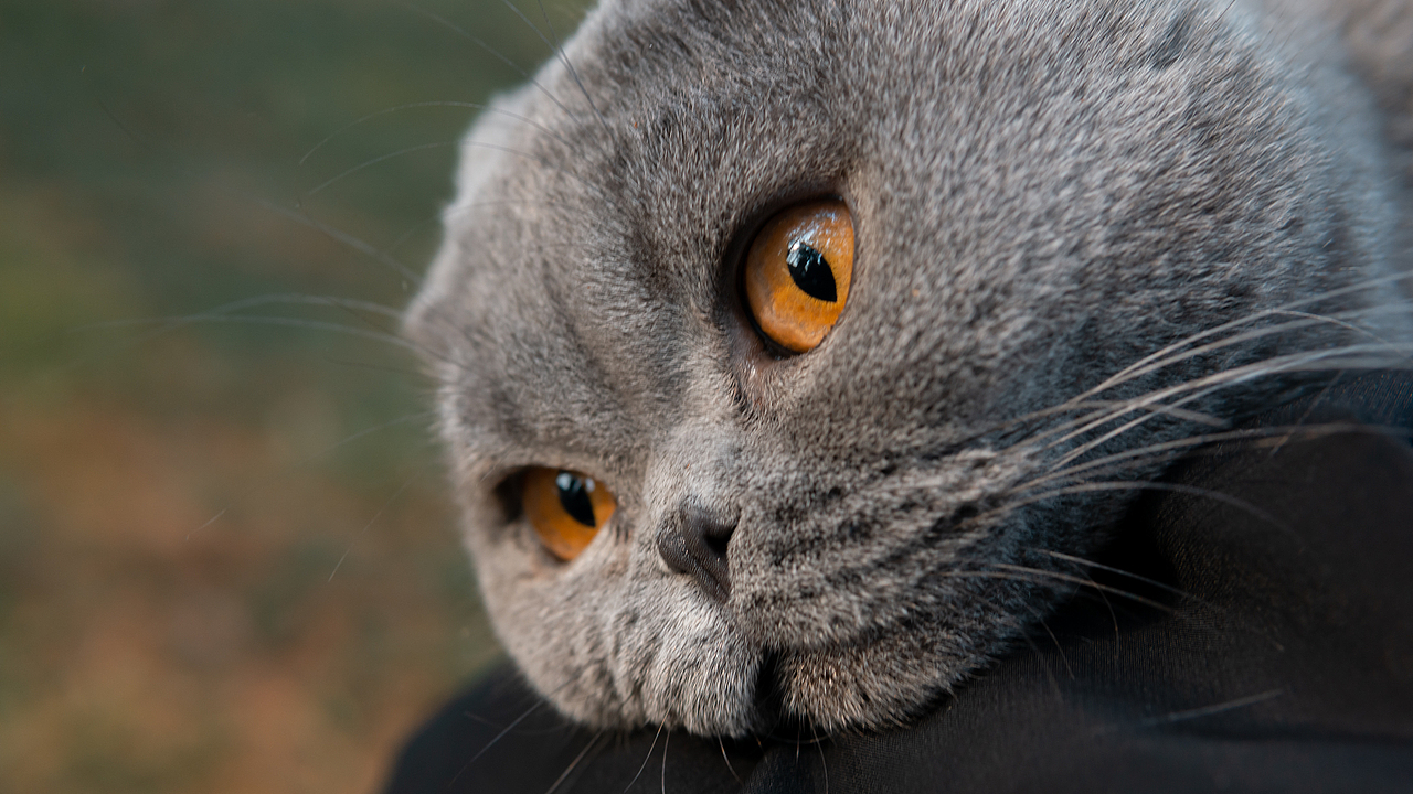 折耳猫的户外探险（图ZMTgyNjgzMzM2） - 宠物摄影 - 站酷设计师小酒遇见猫原创素材 - 站酷ZCOOL