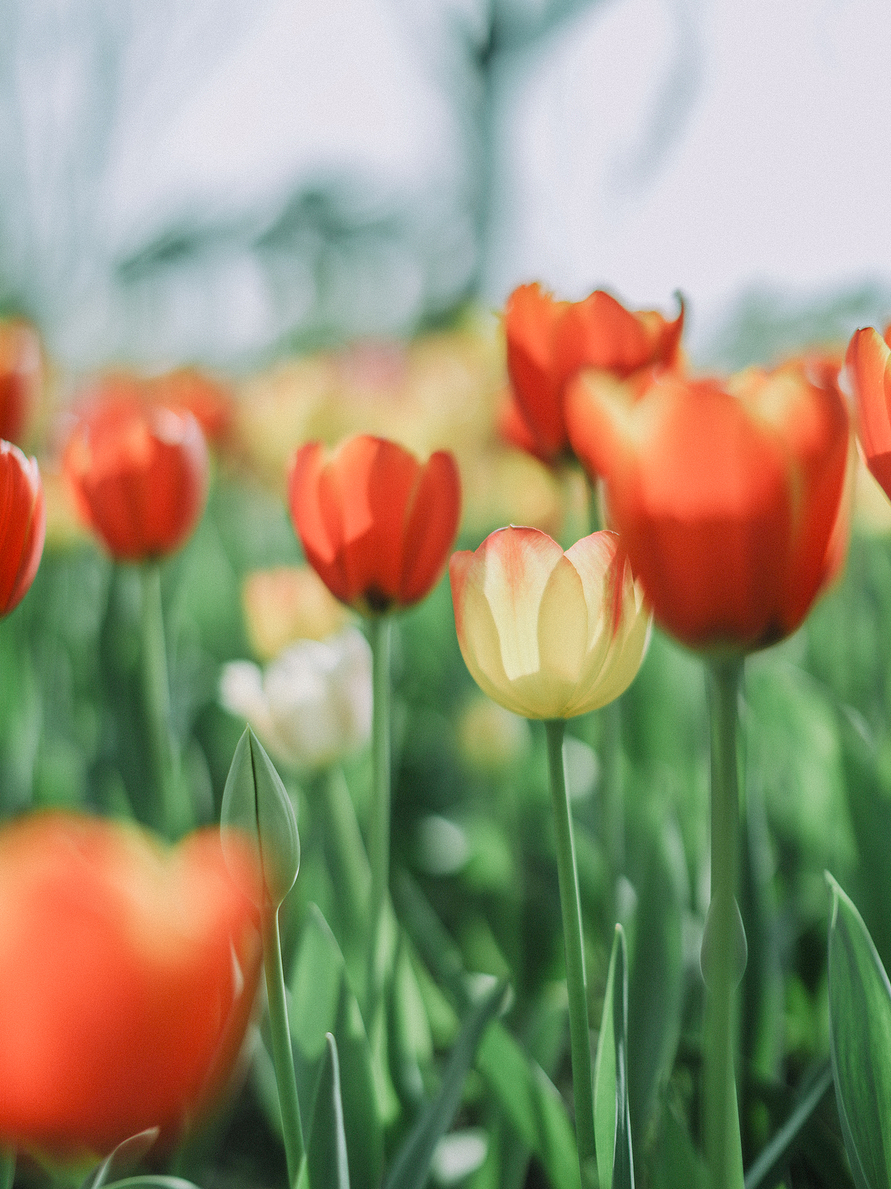 春天,可爱的郁金香