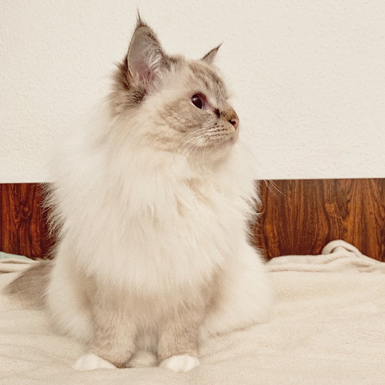 一只叫瓜咪咪的喵