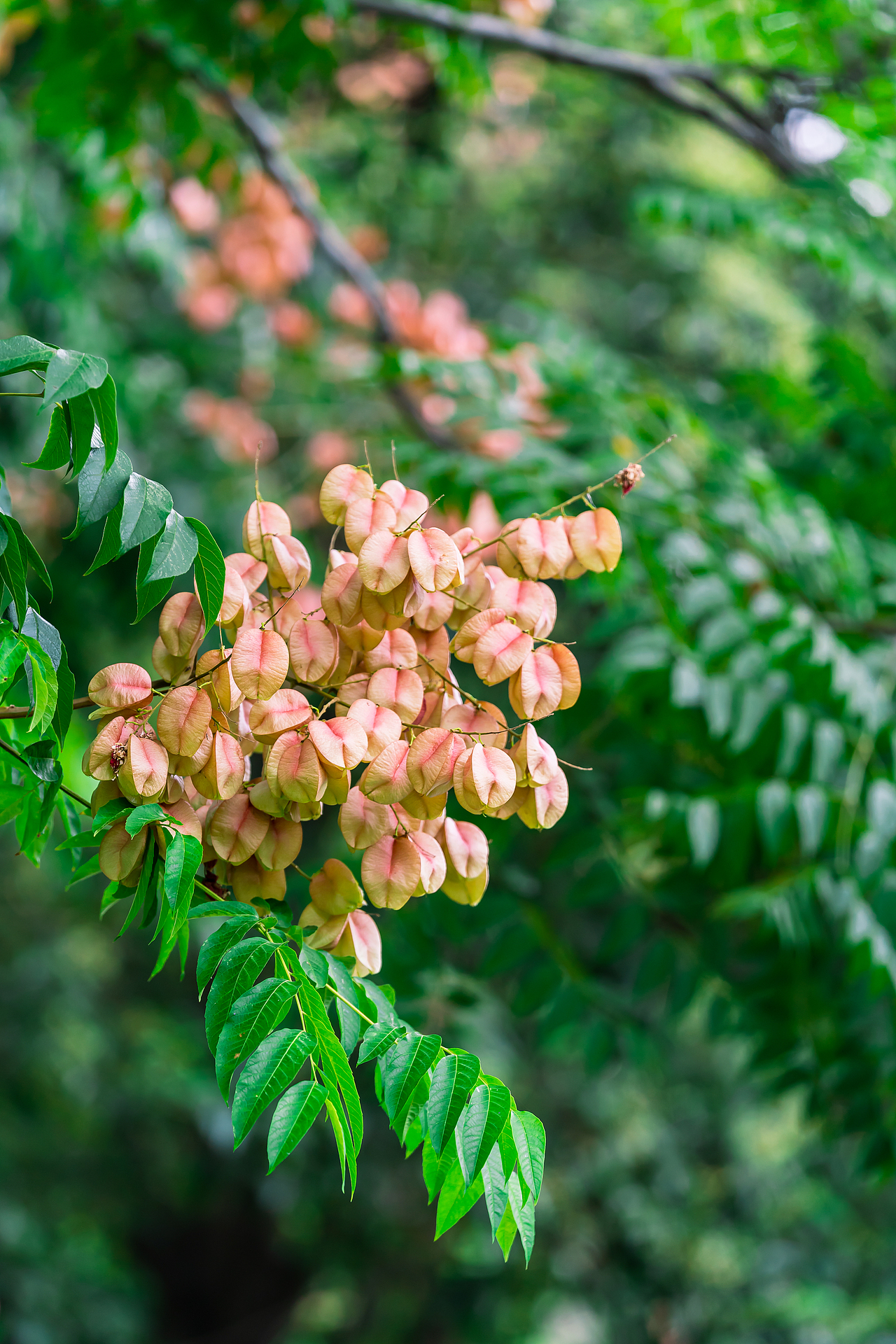 栾树（图ZMjcyMjE2NDMy） - 风光摄影 - 站酷设计师诗说江南原创素材 - 站酷ZCOOL