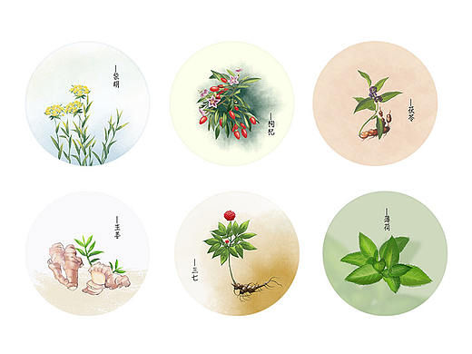 插画习作——中草药