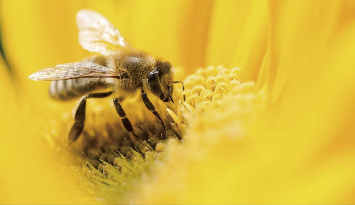 小蜜风-儿童乐园品牌设计