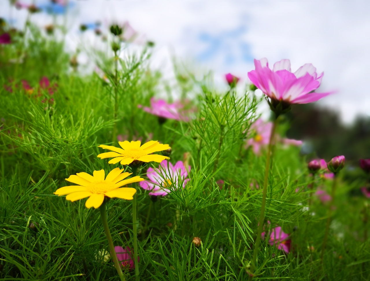 格桑花开