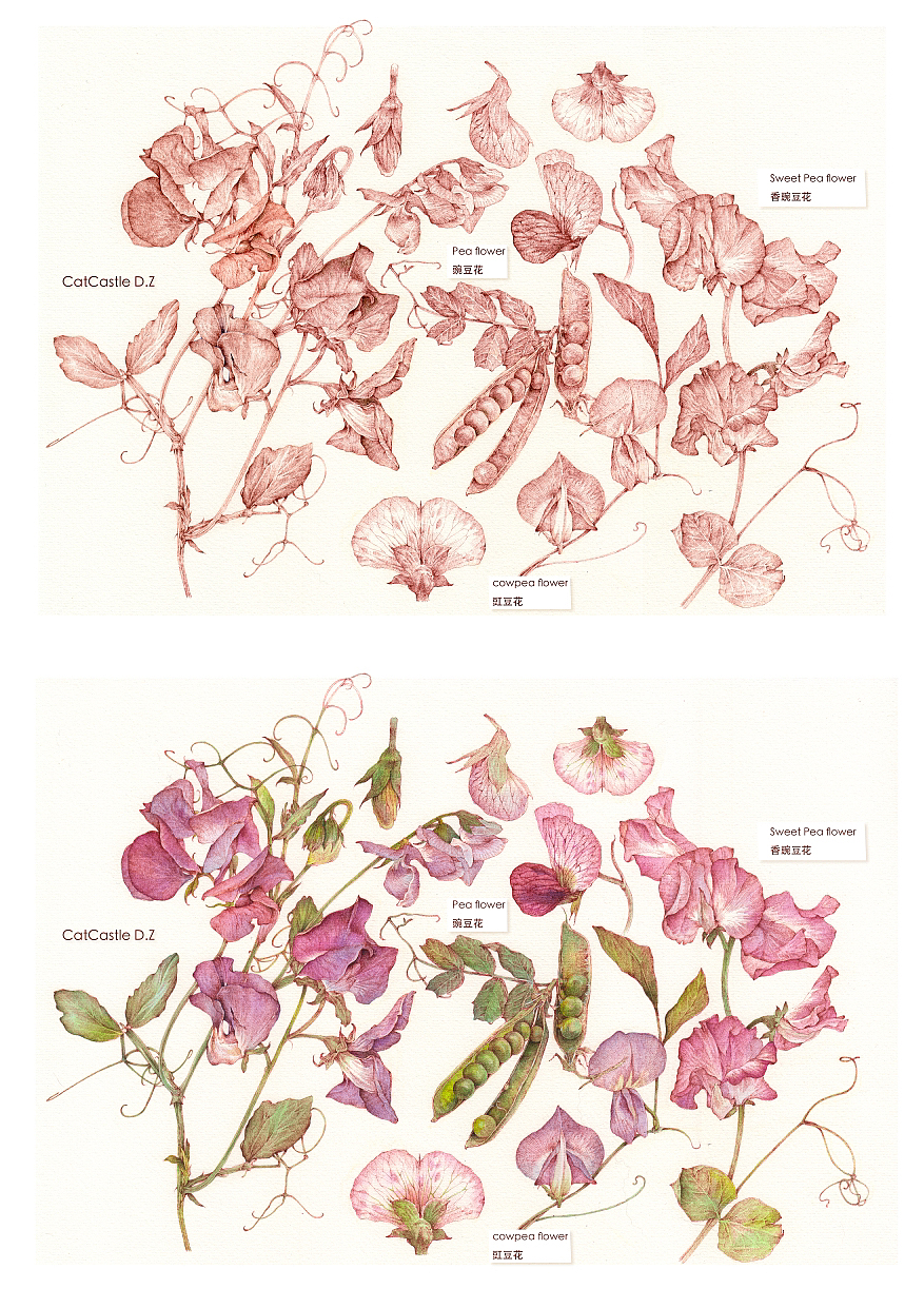 蘸水笔针管笔｜三种豆花科普（图ZMzY5Mzc3NDEy） - 艺术插画 - 站酷设计师CatCastleDZ原创素材 - 站酷ZCOOL