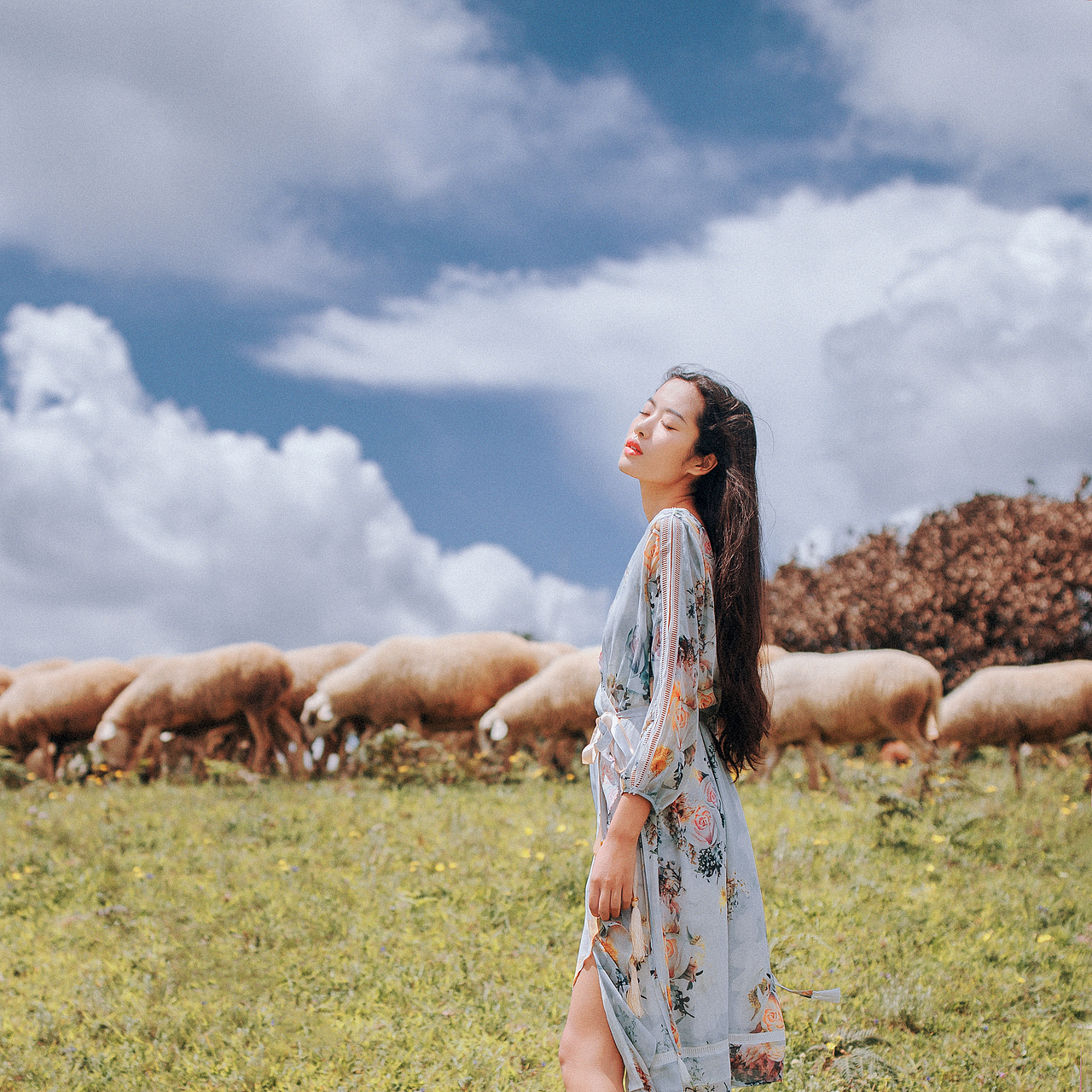 旋覆花盛开的山坡