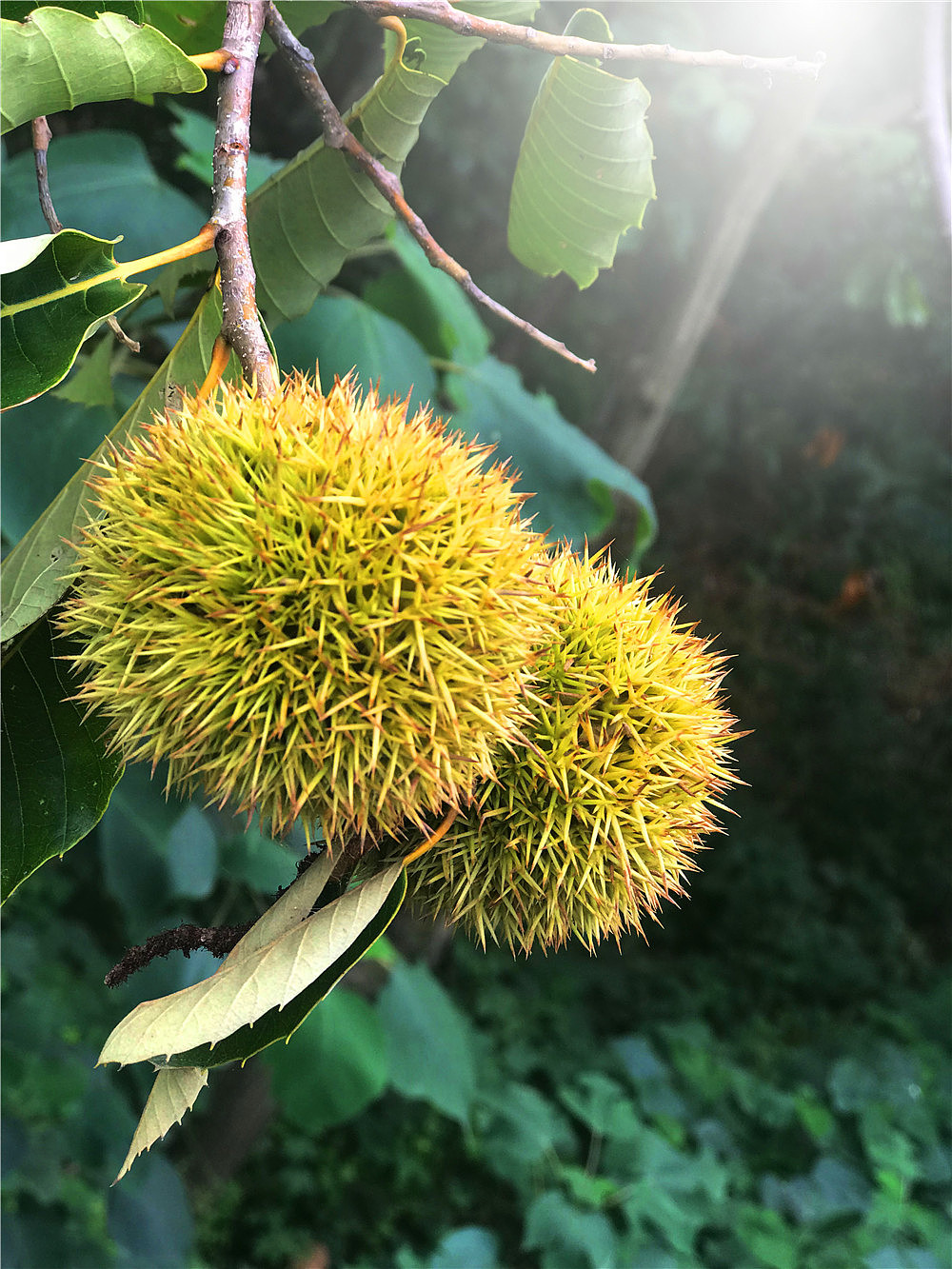 刘勇良手机纪实摄影:收获的季节
