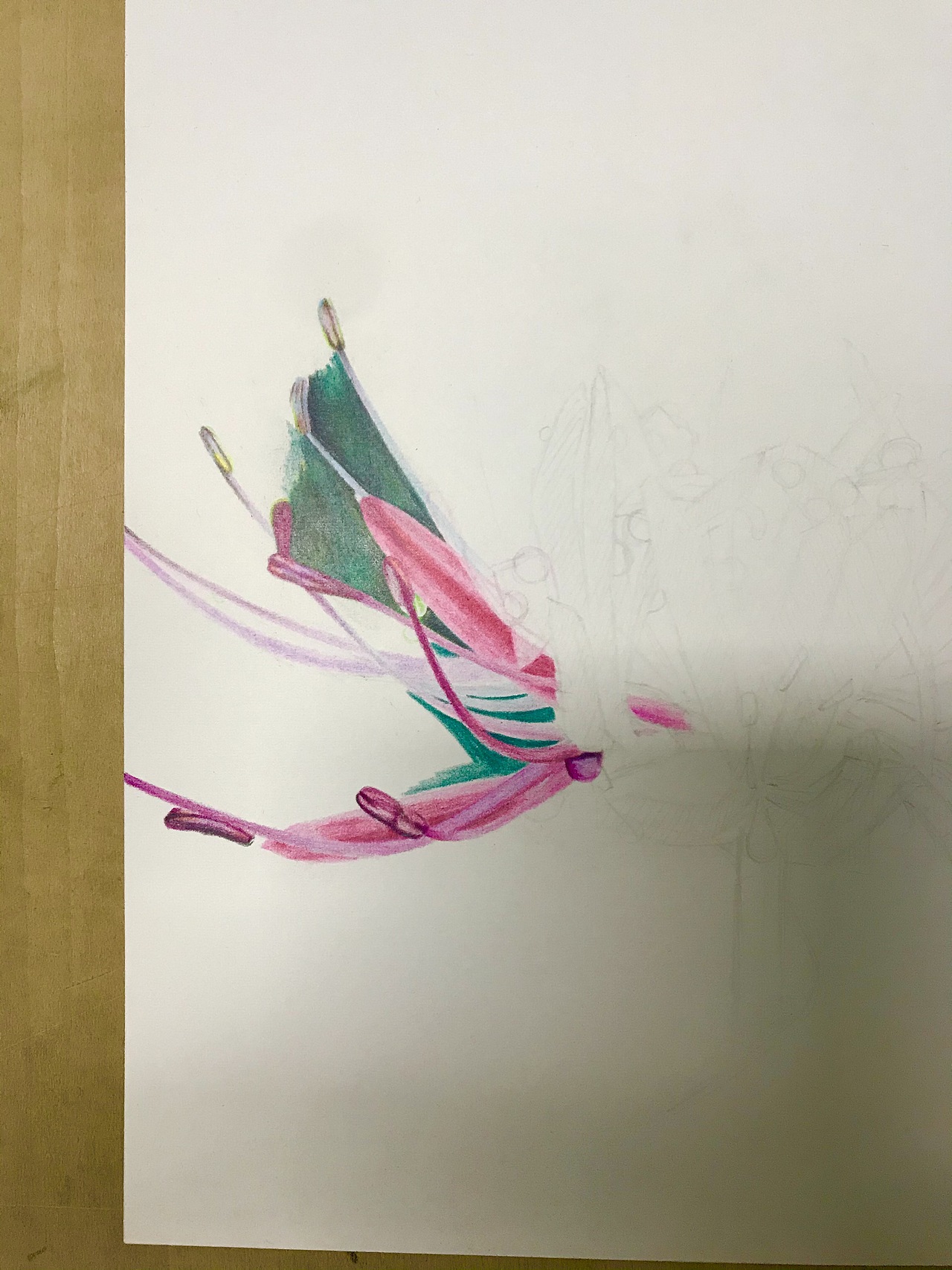 彩铅画曼珠沙华