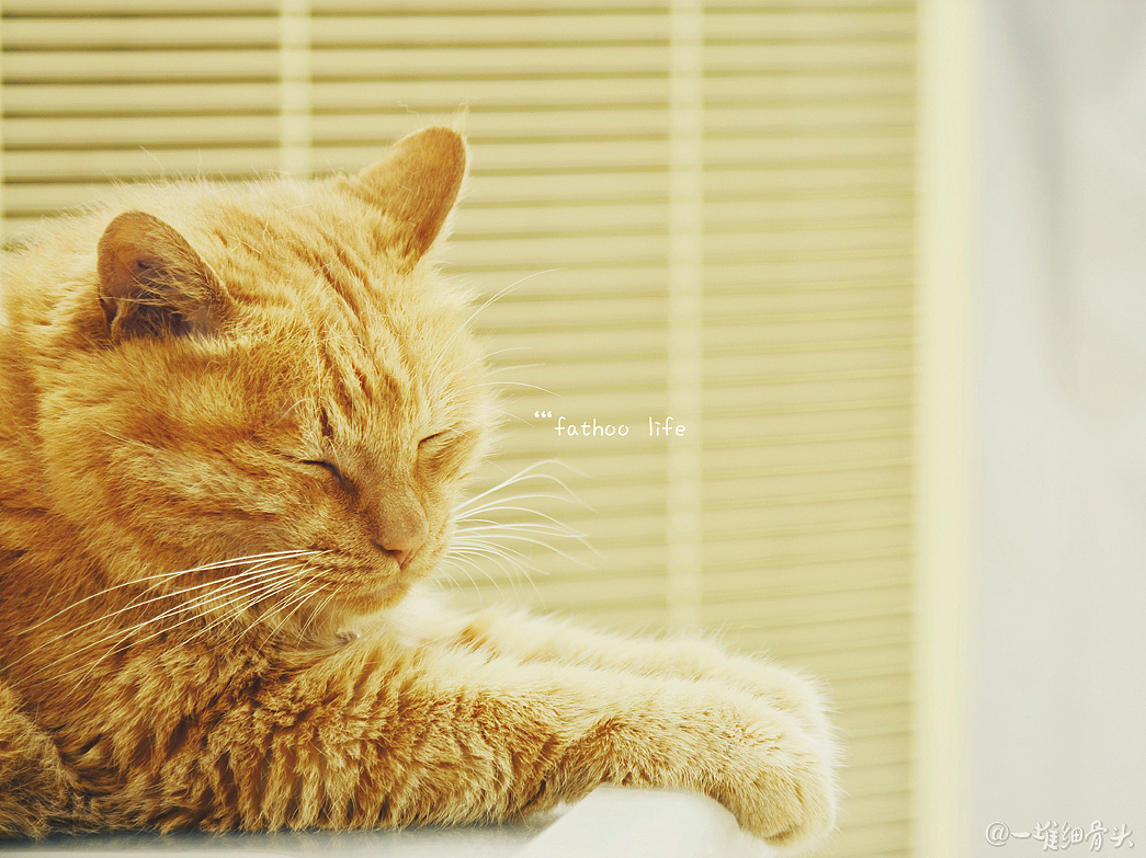 胖虎的日常（一）消魂睡姿集锦（图ZNTM1NTk2MTY=） - 宠物摄影 - 站酷设计师baggiokiva原创素材 - 站酷ZCOOL