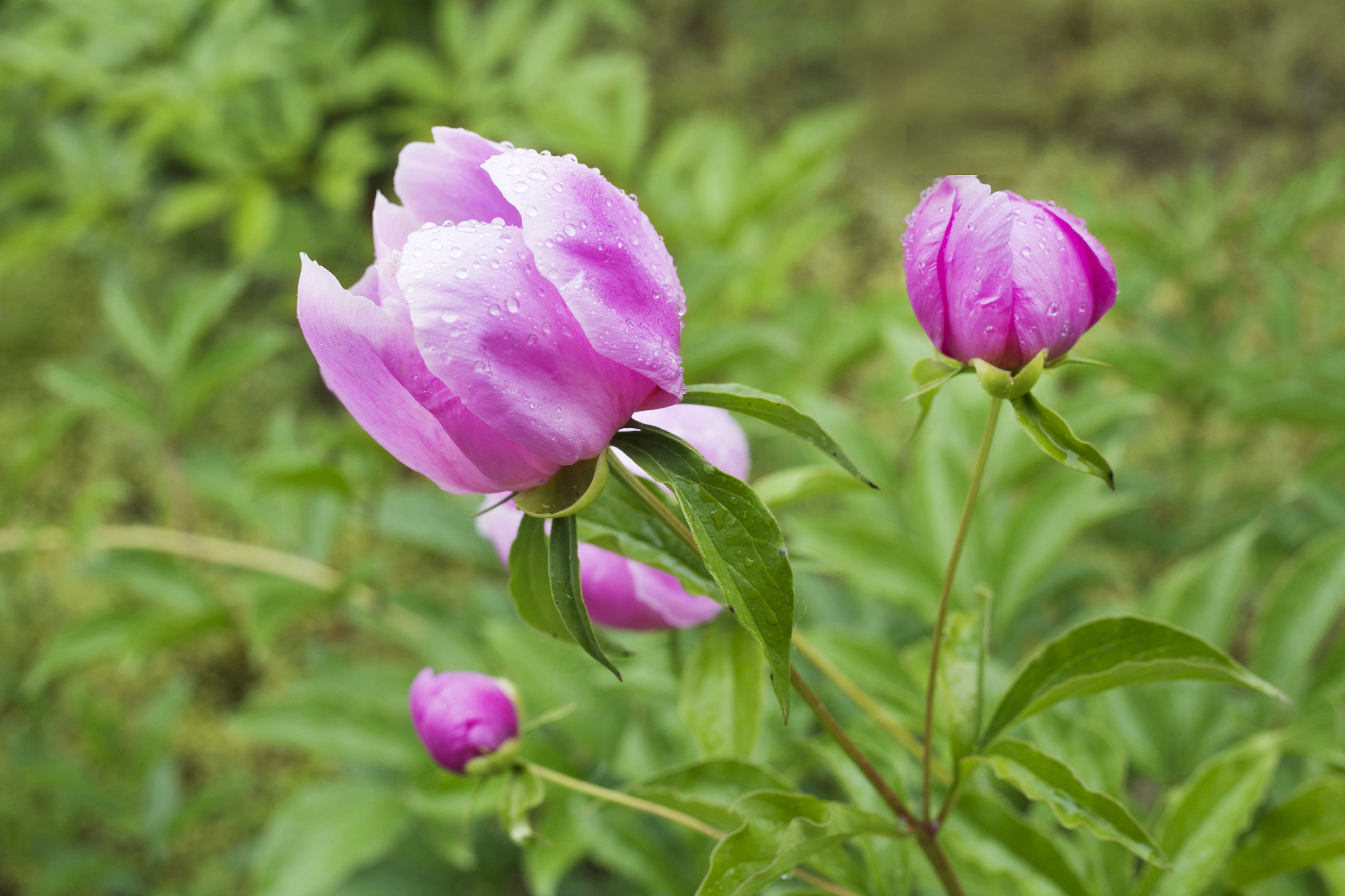 情有独钟~芍药花