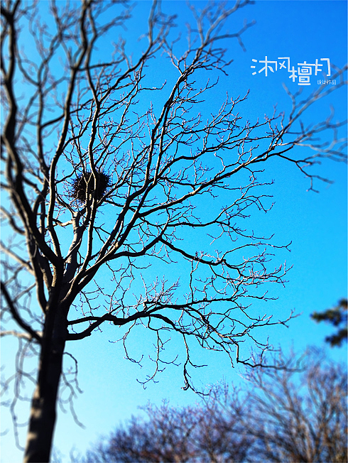 2015青岛八大关冬季手机摄影鉴赏