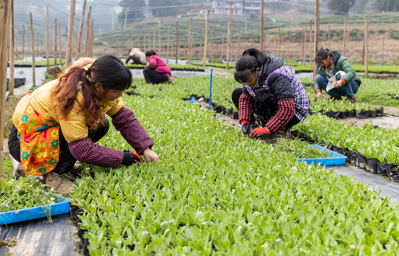 2019年2月21日,重庆市南川区木凉镇汉场坝村村民在南麓原农业有限公司花卉基地里除草。
