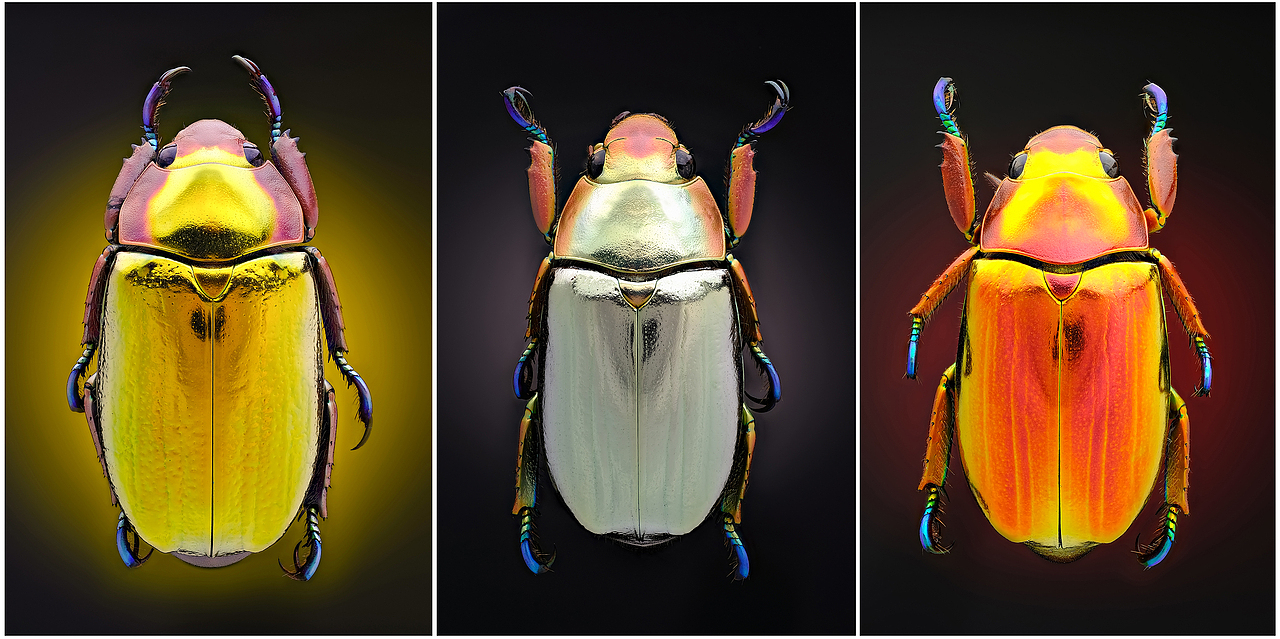 天然的宝石-甲虫