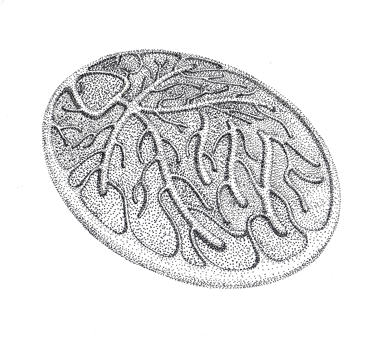 人参饼干系列包装插画（图ZMTAyODQwNjgw） - 商业插画 - 站酷设计师云兮艺术原创素材 - 站酷ZCOOL