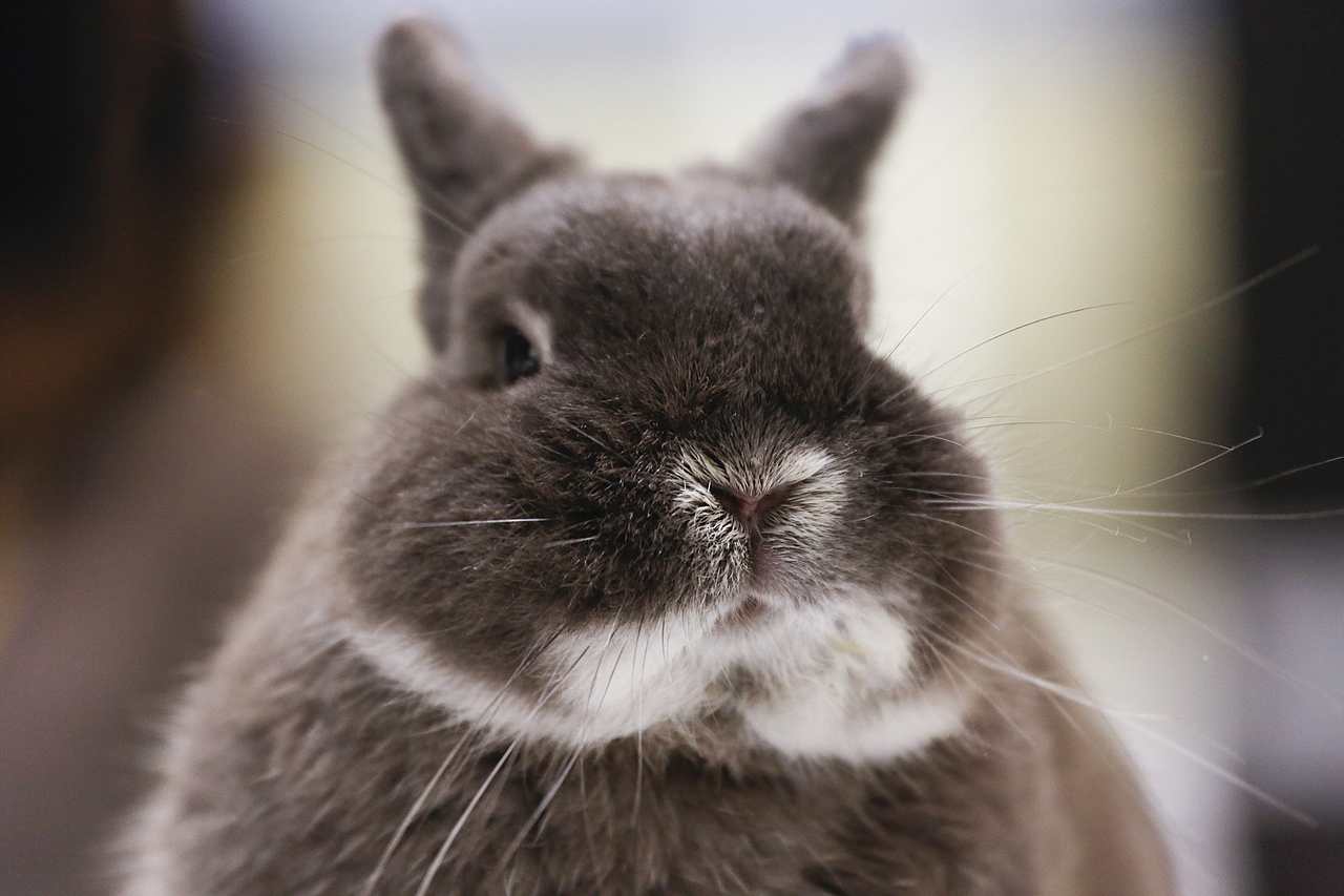 2019年5月广州琶洲华南宠物用品展