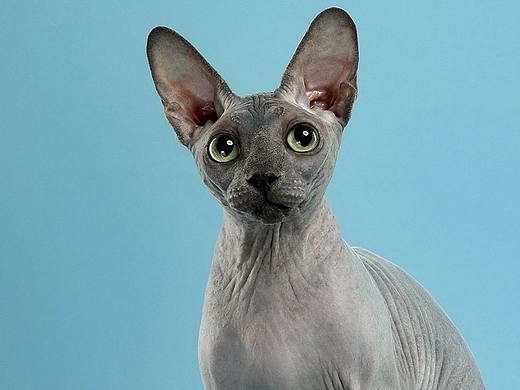 斯芬克斯无毛猫-AMYWORKS探须视觉