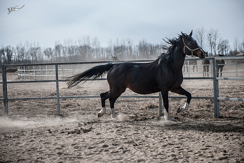 马（图ZNDI0MzcyMDQ=） - 宠物摄影 - 站酷设计师naturephoto原创素材 - 站酷ZCOOL