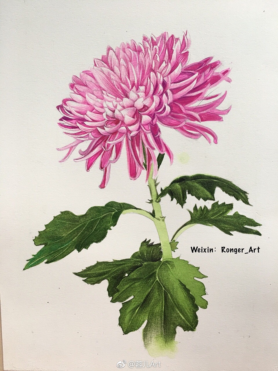 【菊花】彩铅绘画