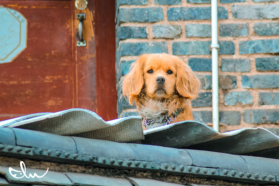 忠义的金毛,守望家园