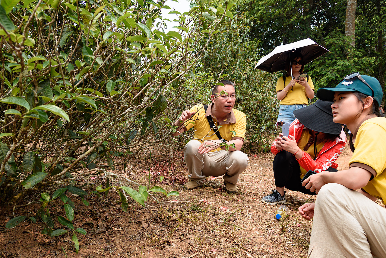 2019云南西双版纳茶之旅