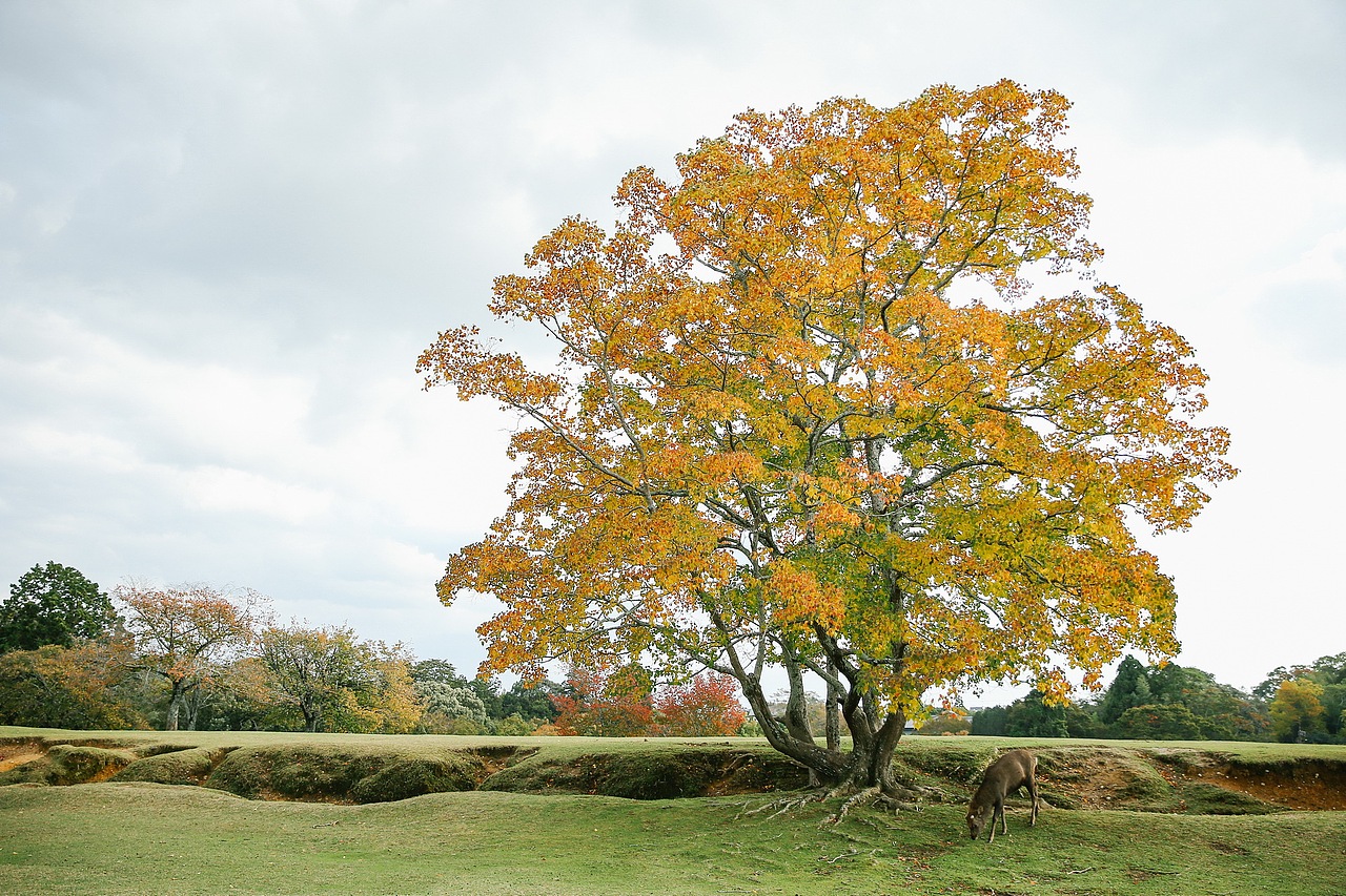 关于京都 奈良 镰仓的记忆