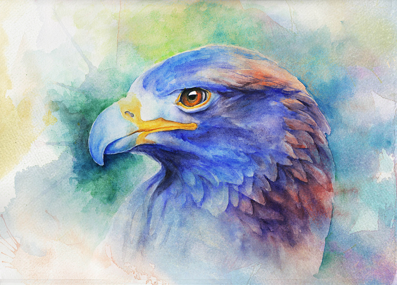 水彩-鹰