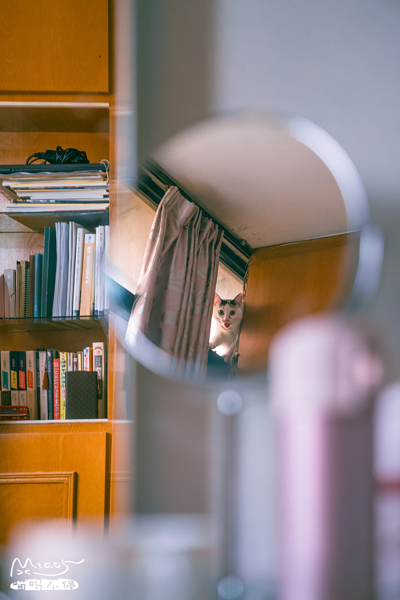 朋友家收养的奶猫们毕业啦（图ZOTAyMTAyOTI=） - 宠物摄影 - 站酷设计师喵呜不停原创素材 - 站酷ZCOOL