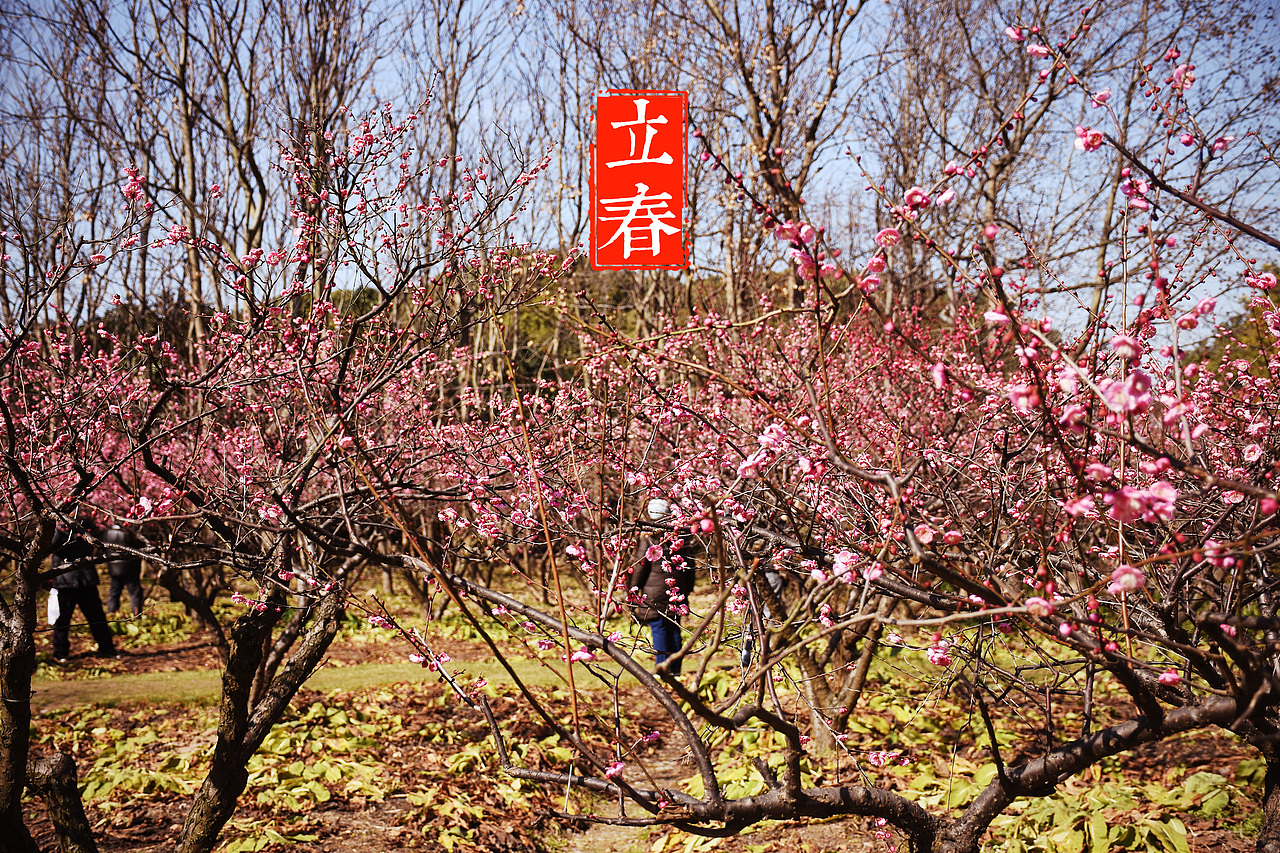 上海游园赏梅（图ZNzAyNzU2NzI=） - 风光摄影 - 站酷设计师村中人翼飞原创素材 - 站酷ZCOOL
